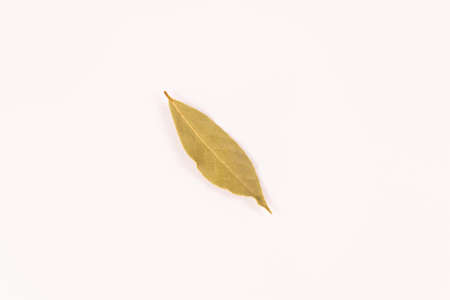 top view of one yellow laurel leafの写真素材