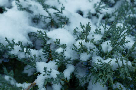 green-blue spruce branches covered with a thick layer of snow