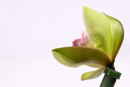 green orchid flower with a lilac core turned to the leftの写真素材