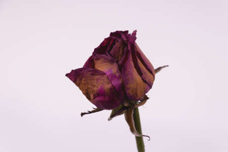 a lilac rose broth stands upright on a stem that is almost completely yellow and witheredの写真素材