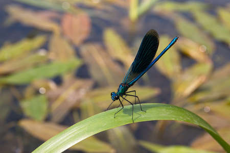 Blue dragonfly sitting on a leaf of green plant