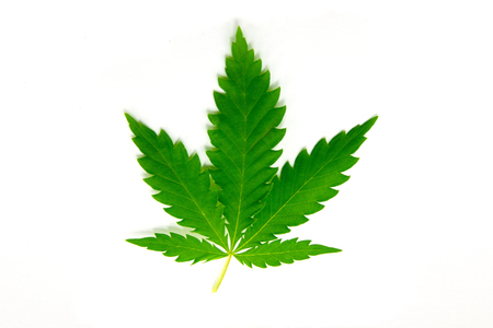 Cannabis leaf is isolated on white backgroundの写真素材
