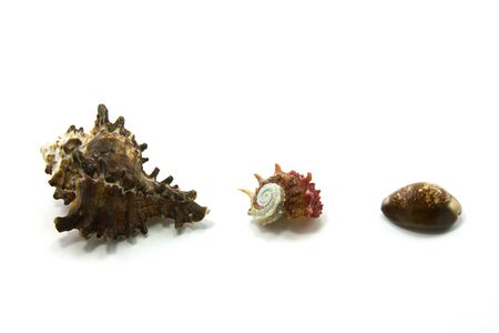 Three seashells isolated on a white background