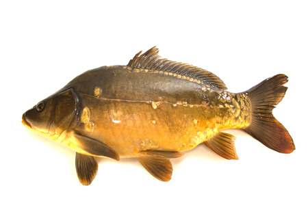 Crude mirror carp is isolated on a white backgroundの写真素材