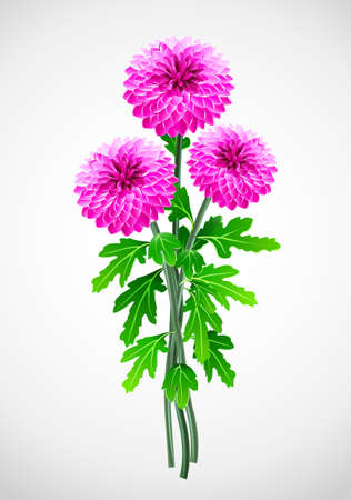 bouquet of red flower chrysanthemum  illustrationのイラスト素材