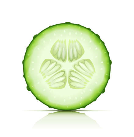 ripe cucumber cut segment vector illustration isolated on white background EPS10. Transparent objects used for shadows and lights drawingのイラスト素材