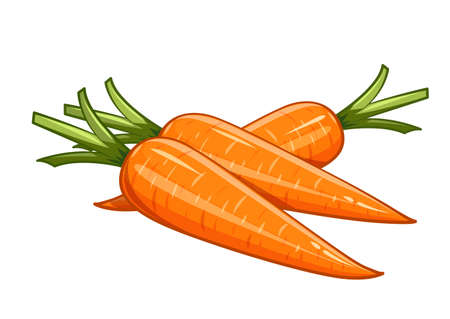 Carrot vector illustration, Eps10 Isolated white backgroundのイラスト素材