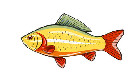 Fish. Fishing. River animal. Vector illustration, eps10 isolated white backgroundのイラスト素材