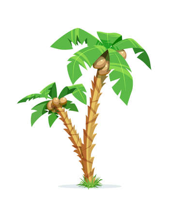 Two tropical palm with coconut. Exotic tree. Isolated white background. Eps10 vector illustration.のイラスト素材
