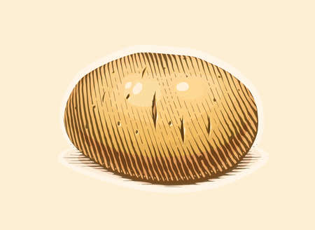 Potato. Engraving style vegetable. Organic vegetarian food. Eps10 vector illustration.のイラスト素材
