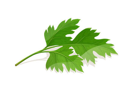 Parsley Leaf. Greens for food, isolated on white background. Eps10 vector illustration.のイラスト素材