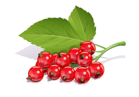 Red currant. Ripe delicious berry, Isolated on white background. Eps10 vector illustration.のイラスト素材