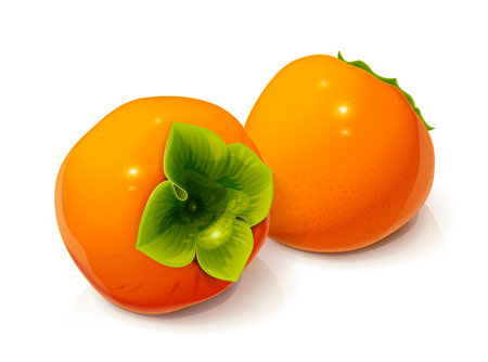 Persimmon. Ripe, fresh, useful fruit, Isolated on white background. Eps10 vector illustration.のイラスト素材