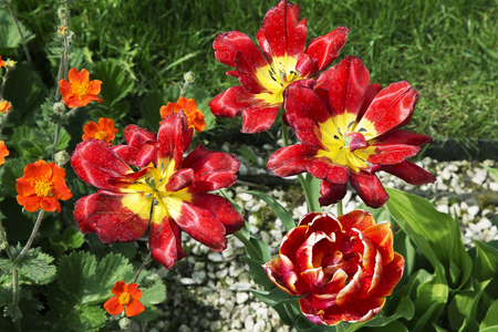 beautiful flowersの写真素材