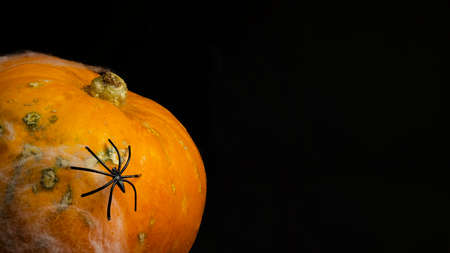 Halloween pampkin with spider and web on black. Copy spaceの写真素材