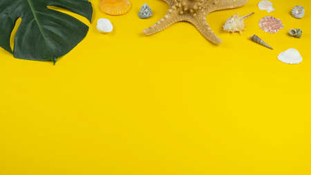 Summer background with tropical palm leaves, sea star and seashells. Text spaceの写真素材