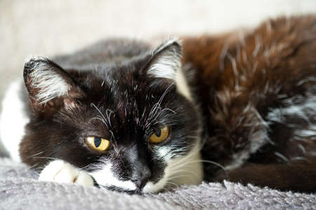 Cat portrait. Home cat laying on the sofa