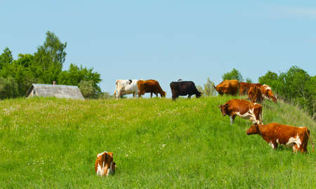 herd of cows on the meadowの写真素材