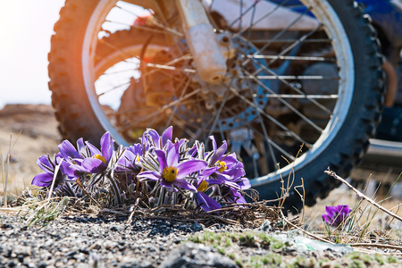 Big wheel motorcycle outdoors near flowersの写真素材