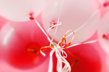 Pink and white balloons with helium background with blurの写真素材