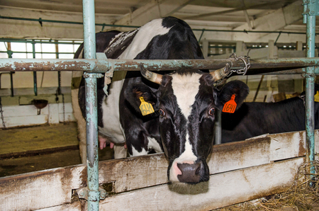 Cow with white and black spots in the bullpenの写真素材
