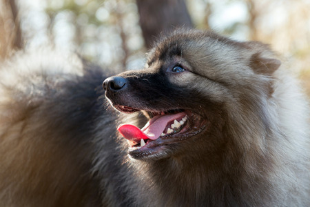 The dog looks with his tongue hanging out and smiling outdoorsの写真素材