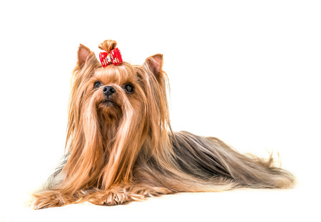 Dog Yorkshire Terrier isolated on a white background with a red bowの写真素材
