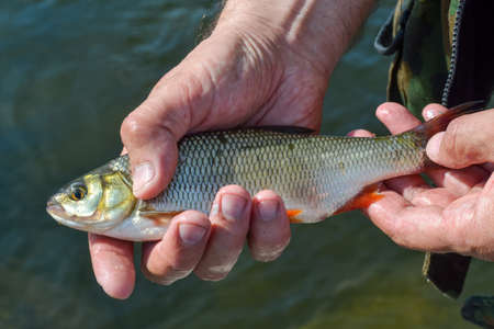 river fish roach in the hands of a lucky fisherman
