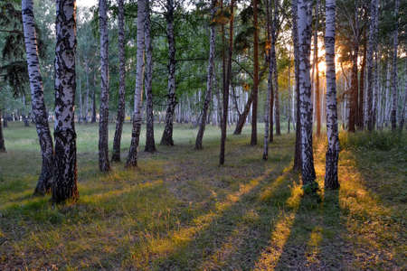early summer morning in the birch forestの写真素材