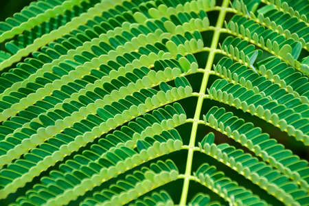 green fern leaf close up