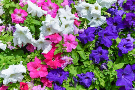 background of natural multicolored flowers and green grassの写真素材