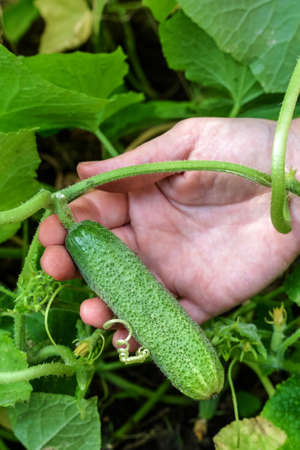 a woman's hand holds a ripening cucumber fruitの写真素材