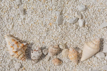 background of sea shells on white small and large pebblesの写真素材