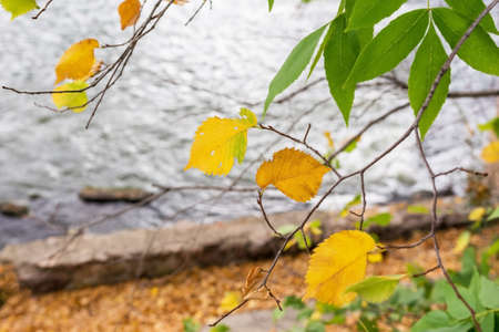 September. The first yellow leaves appeared on the trees. Against the river.の写真素材