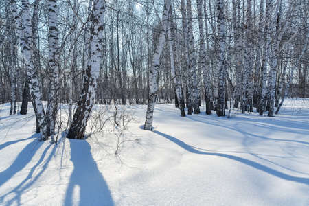 Winter forest on a Sunny day. The snow is shaded by trees.の写真素材