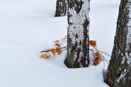 Winter forest. A fallen branch with dried yellow leaves lies near the trunk of a birch tree.の写真素材