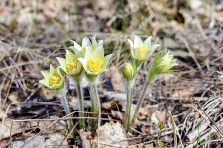 Spring landscape. Snowdrops grow in a clearing in a wild forest.の写真素材