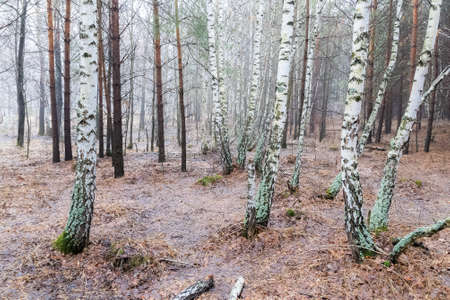 April. A misty morning in the spring forest.