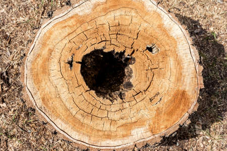 Top view of the stump of a felled old larch tree. The pattern and texture of the cross - section of...