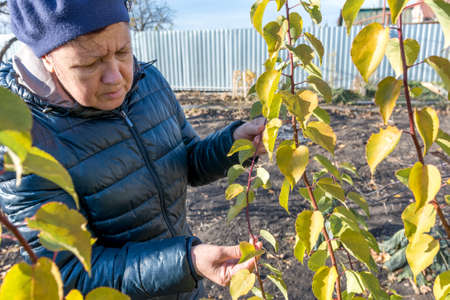 A female gardener inspects a damaged branch of an apple tree. Seasonal work in the garden.