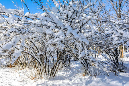 Winter landscape. Bushes covered with the first snow against the blue sky.