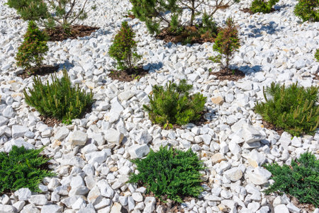 decorative garden. landscape design. Juniper bushes and dwarf pine.の写真素材