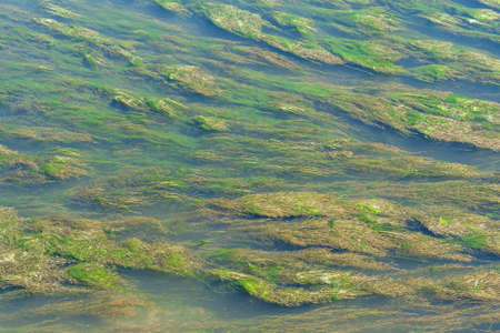The rapid flow of a shallow river overgrown with algae and silt. Algae pattern and textureの写真素材