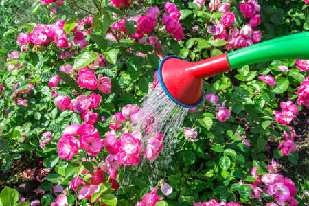 A gardener pours water from a watering can over the bushes of a red climbing rose. Care for decorative flowers in the garden. close-upの写真素材