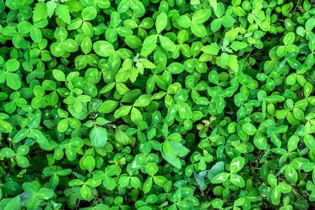 leaves Thick of meadow clover as a natural background. Texture and pattern of green leaves
