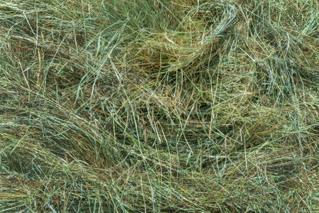 Freshly mown hay is dried in the sun. Texture and pattern of dry grass. pet food