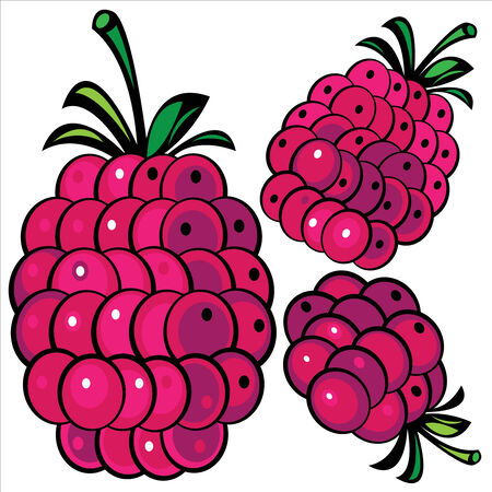 color raspberry isolated on white background のイラスト素材
