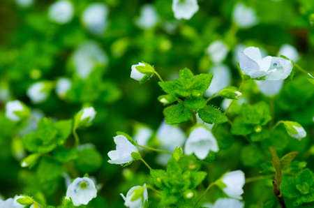 Spring white delicate flowers with water droplets