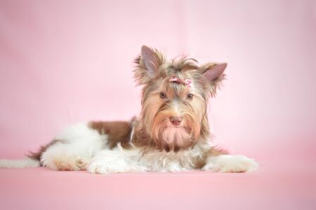 Cute Yorkshire Terrierの写真素材