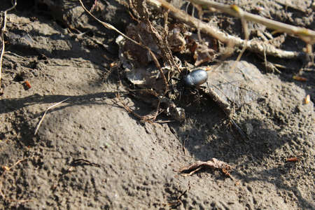 beetleの写真素材